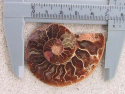 Ammonite Cut & Polished Jewellery Pairs, 5-7cm-AAA Quality 100 Pairs
