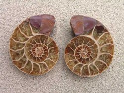 Ammonite Cut & Polished Jewellery Pairs, 5-7cm - AAA Quality - 500 Pairs