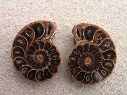 Ammonite Cut & Polished Jewellery Pairs, 5-7cm - AAA Quality - 500 Pairs