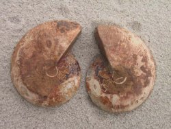 Ammonite Cut & Polished Jewellery Pairs, 5-7cm-AAA Quality 100 Pairs
