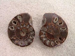 Ammonite Cut & Polished Pairs, 7-9cm - AA Quality