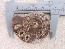 Ammonite Cut & Polished Pairs, 7-9cm - AA Quality