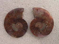 Ammonite Cut & Polished Pairs, 7-9cm - AA Quality