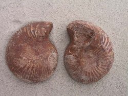 Ammonite Cut & Polished Pairs, 7-9cm - AA Quality