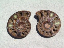 Ammonite Cut & Polished Pairs, 7-9cm-AAA Quality 20 Pairs
