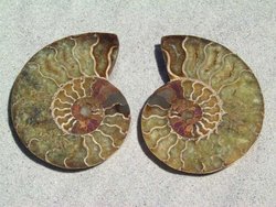 Ammonite Cut & Polished Pairs, 7-9cm-AAA Quality 20 Pairs