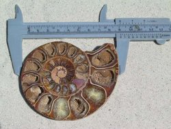 Ammonite Cut & Polished Pairs, 7-9cm-AAA Quality 20 Pairs