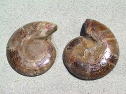 Ammonite Cut & Polished Pairs, 7-9cm-AAA Quality 20 Pairs