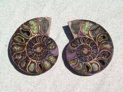 Ammonite Cut & Polished Pairs, 9-11cm-AAA Quality 17 Pairs