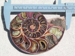 Ammonite Cut & Polished Pairs, 9-11cm-AAA Quality 9 Pairs