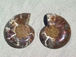 Ammonite Cut & Polished Pairs, 9-11cm-AAA Quality 9 Pairs