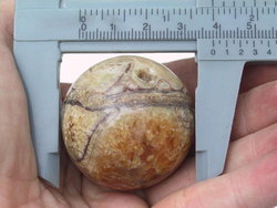 Ammonite Sphere (40mm)