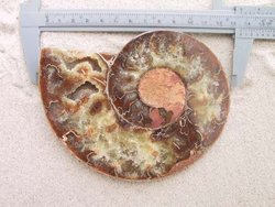 Ammonites 4-5inch AA Quality