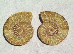 Ammonites 4-6inch 80LB Lot AAA Quality