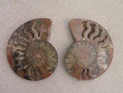 Ammonites 4-6inch 80LB Lot AAA Quality