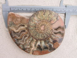 Ammonites 4-6inch 80LB Lot AAA Quality