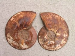 Ammonites 5-6 inch AA Quality