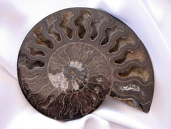 Ammonites 6-10 inch 40LB Lot AAA Quality