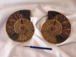Ammonites 6-10 inch 40LB Lot AAA Quality