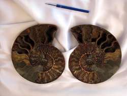 Ammonites 6-10 inch 40LB Lot AAA Quality