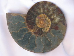 Ammonites 6-10 inch 100 LB Lot AA Quality