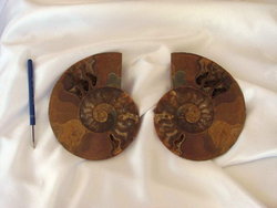 Ammonites 6-10 inch 100 LB Lot AA Quality