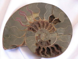 Ammonites 6-10 inch 100 LB Lot AA Quality
