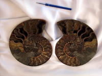 Ammonites cut and polished (8-10 inch) AAA Quality