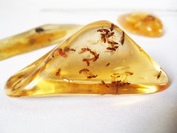 Copal (15 - 20 grams/pc) - 2pc