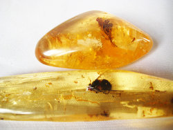 Copal (15 - 20 grams/pc) - 2pc