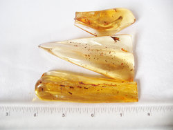 Copal (20 - 30 grams/pc) - 2pc