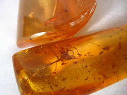 Copal (40 - 50 grams/pc)