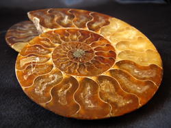 Ammonites 4-5inch AAA Quality 2 pairs