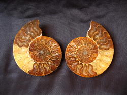 Ammonites 4-5inch AAA Quality 2 pairs