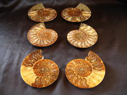 Ammonites 4-5inch AAA Quality 2 pairs
