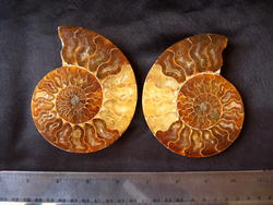 Ammonites 4-5inch AAA Quality 2 pairs