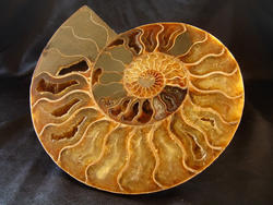 Ammonites 5-6 inch AAA Quality 2 pairs