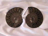 Ammonites 6-7 inch AAA Quality 2pairs