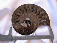 Ammonites 6-7 inch AAA Quality 2pairs