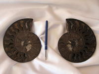 Ammonites 6-7 inch AAA Quality 2pairs