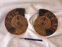 Ammonite Cut & Polished Pairs, 17-19 cm - AAA Quality