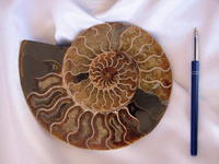 Ammonites 7-8 inch AAA Quality 2pairs