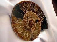 Ammonite Cut & Polished Pairs, 17-19 cm - AAA Quality
