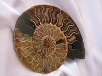Ammonite Cut & Polished Pairs, 17-19 cm - AAA Quality