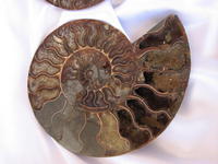 Ammonite Cut & Polished Pairs, 19-21cm - AAA Quality