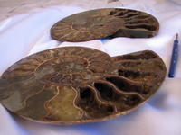 Ammonite Cut & Polished Pairs, 19-21cm - AAA Quality
