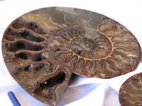 Ammonite Cut & Polished Pairs, 19-21cm - AAA Quality