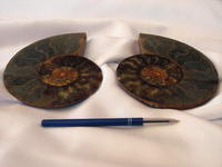 Ammonite Cut & Polished Pairs, 15-17cm - AA Quality