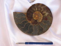 Ammonite Cut & Polished Pairs, 15-17cm - AA Quality