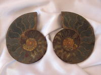 Ammonite Cut & Polished Pairs, 15-17cm - AA Quality